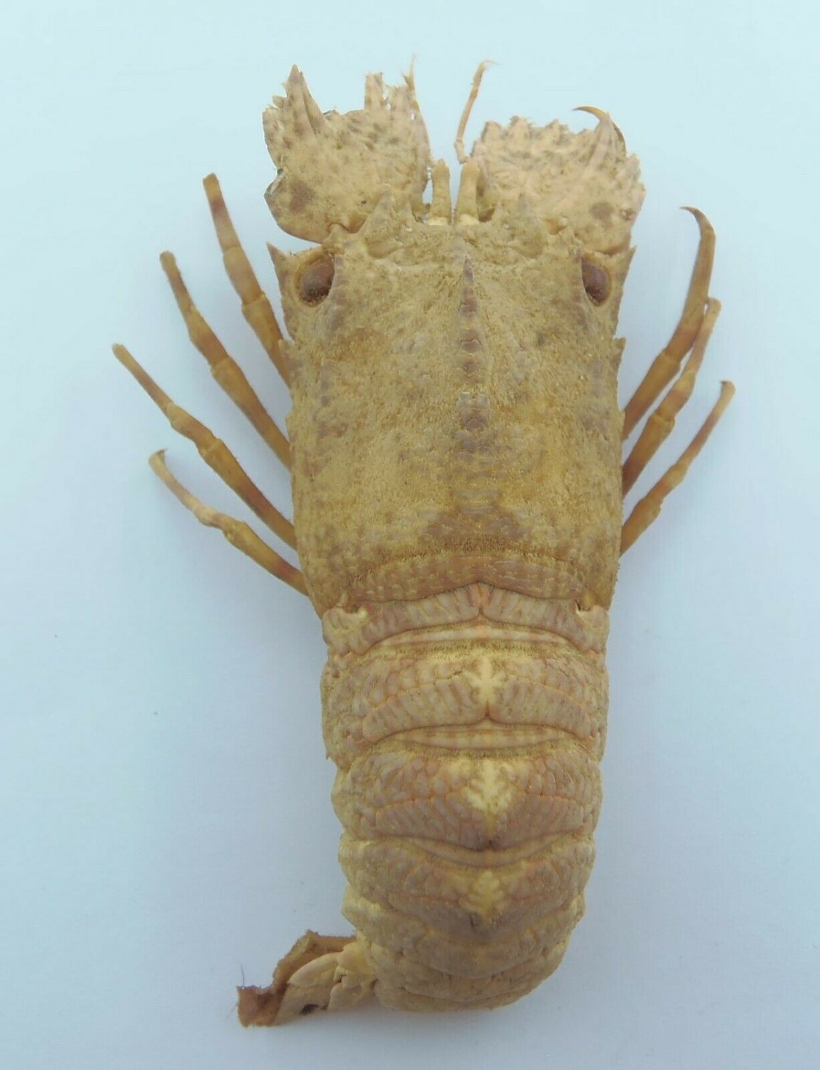 Details about   Crustaceans Slipper lobster Scyllarus arctus Taxidermy Oddities Curios 