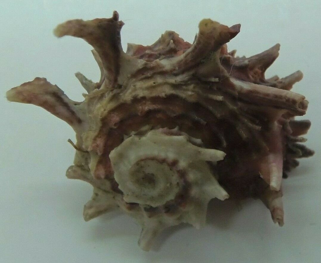 Molluscs Seashell Angaria poppei (12201,39 mm)
