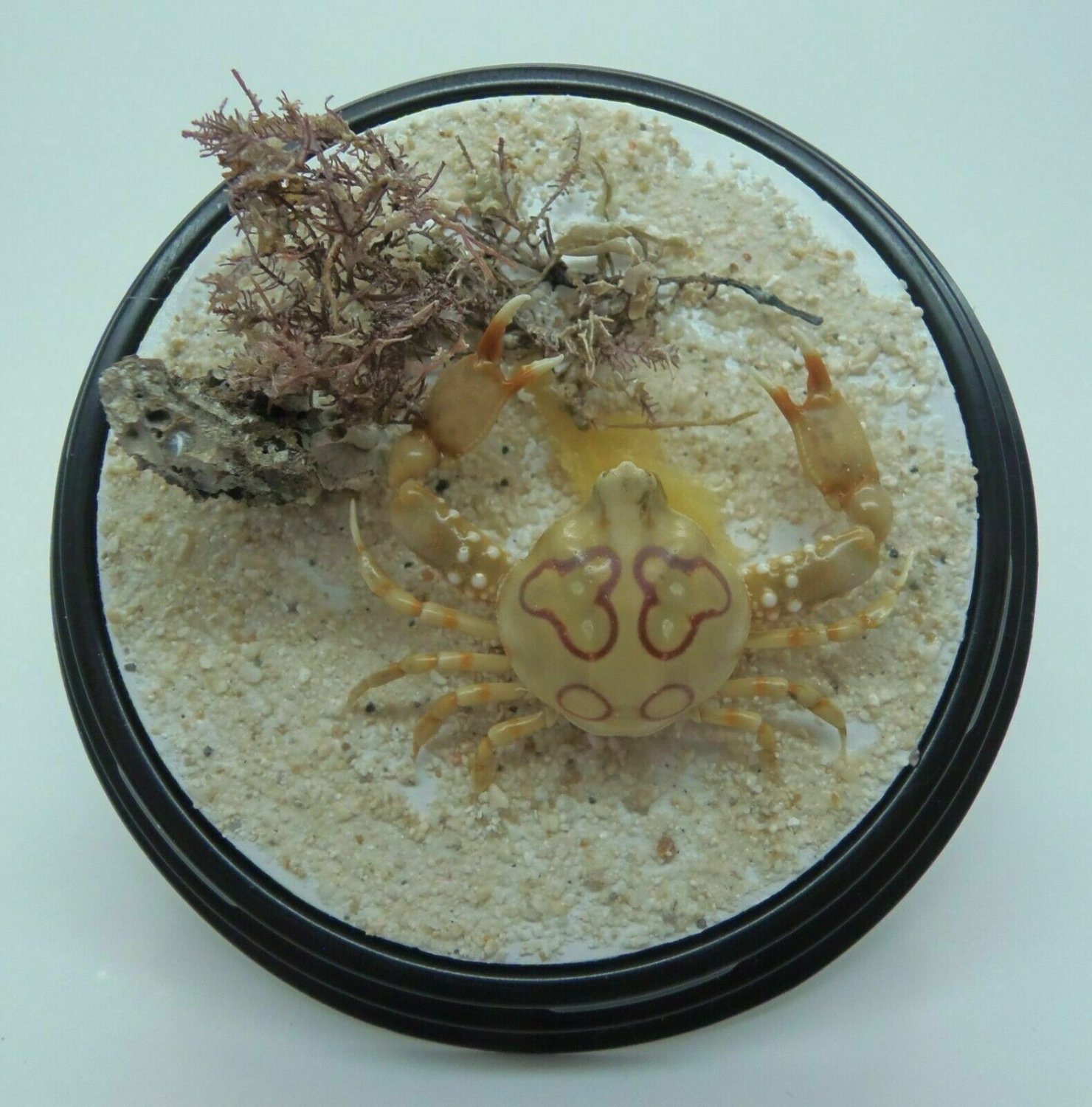 Lumpy rock crabs Euxanthus exsculptus in a plastic dome display Oddities 