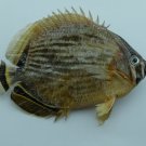 Chaetodon lunulatus