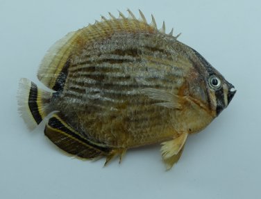 Chaetodon lunulatus