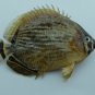Chaetodon lunulatus