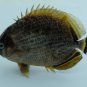 Chaetodon lunulatus