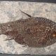 Prehistoric Fish