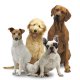 Pet Supplies