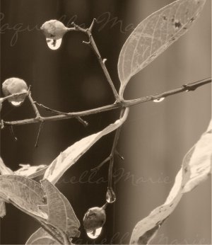 Raindrops -  #041