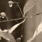 Raindrops -  #041