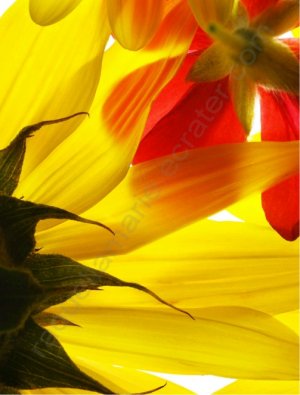 "Spring Flowers"