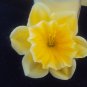 Yellow Starburst Hair Flower
