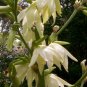  Yucca filamentosa - Hardy Yucca seeds 15+ seeds