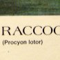 PRINT ART-THE RACOONS--R.J. McDONALD--1972 --COLLECTOR SERIES III