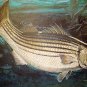 PRINT ART-STRIPED BASS-R.J. McDONALD--1973-COLLECTOR SERIES III