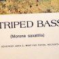 PRINT ART-STRIPED BASS-R.J.  McDONALD--1973-COLLECTOR SERIES III