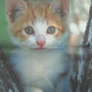 Microfiber cleaning cloth "Kitten Love"