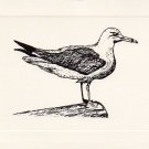 Seagull Note Cards
