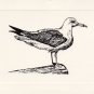 Seagull Note Cards