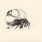 Hermit Crab Note Cards