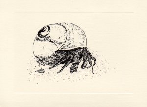 Hermit Crab Note Cards