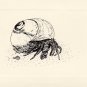 Hermit Crab Note Cards