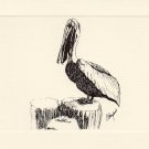 Pelican Note Cards