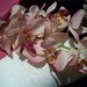Ring Bearer Pillow - Beautiful and Elegant Ring Pillow in Fuchsia and Ivory
