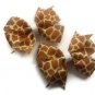 Giraffe Print Hairbow Set