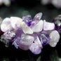 MA305 NATURAL AMETHYST CRYSTAL BALL&Acirc;&nbsp;CHIPS BRACELET 20MM