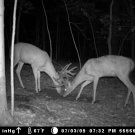 Buck-It Complete Mineral System for deer- 40lbs