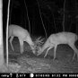 Buck-It Complete Mineral System for deer- 40lbs