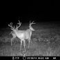 Buck-It Mineral Site Concentrate for deer - 20lbs
