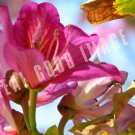 Orchid