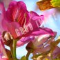 Orchid