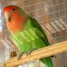 Peachface Lovebird FRAMED