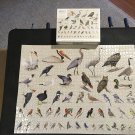 Potter Sibley Backyard Birding Jigsaw Puzzle 1000 Pieces Complete w/Poster Birds