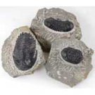 Trilobite Fossil