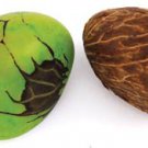 Tagua Nuts from the Amazon Basin - Free Shipping!!