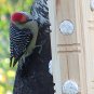 Suet Plug Post Feeder - PINE + FREE US SHIPPING