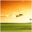 stretched canvas prints,canvas art prints,canvas wall art,giclee prints.wall decor