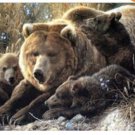 Handmade animal canvas decor art oil painting -Bears family