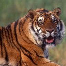 Wonderful animal canvas decor art oil painting -Tiger