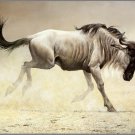 Wonderful animal canvas decor art oil painting -Running horse
