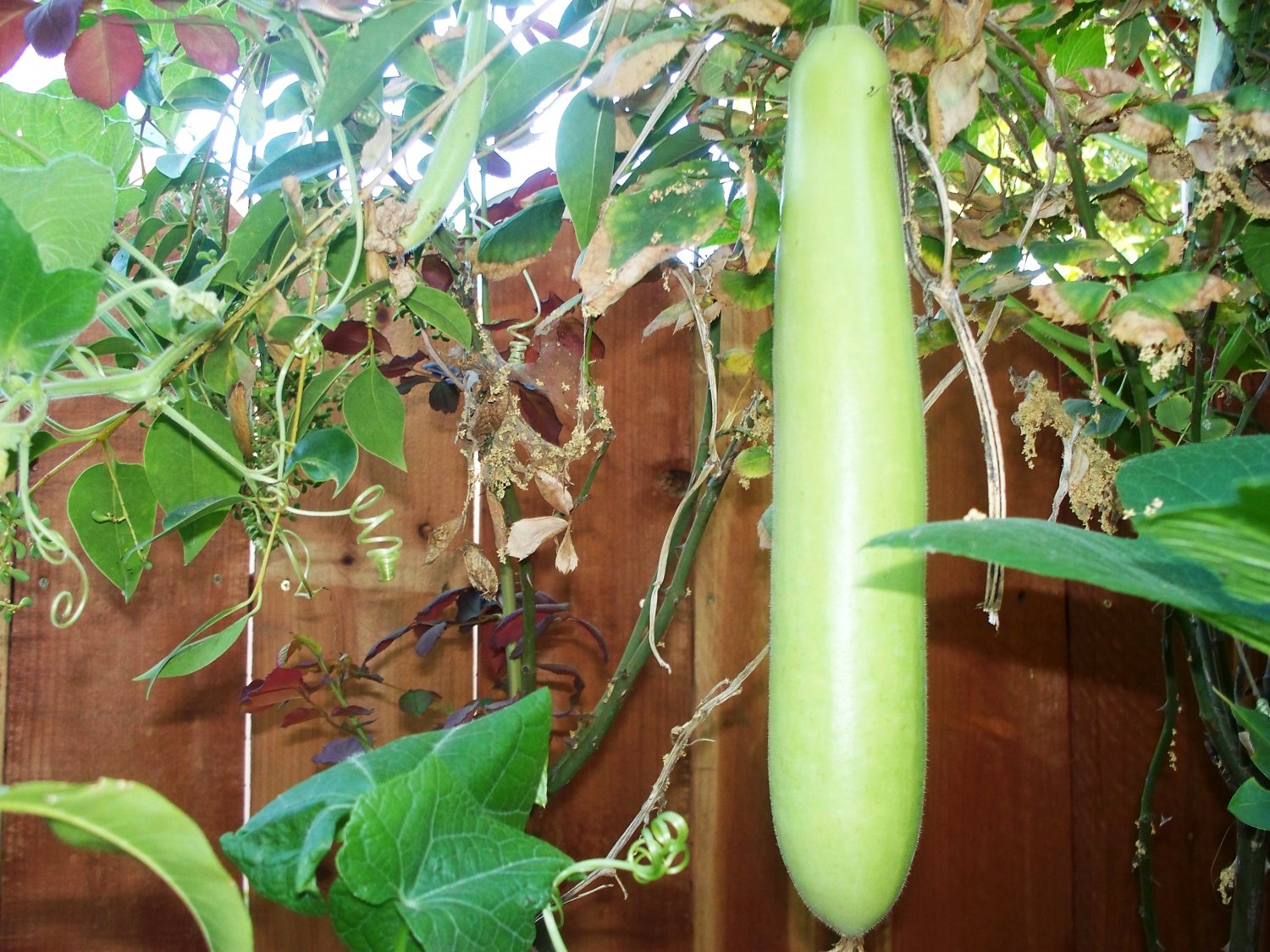 Bottle Gourd Lauki Long summer Opo Squash 10 untreated fresh seeds