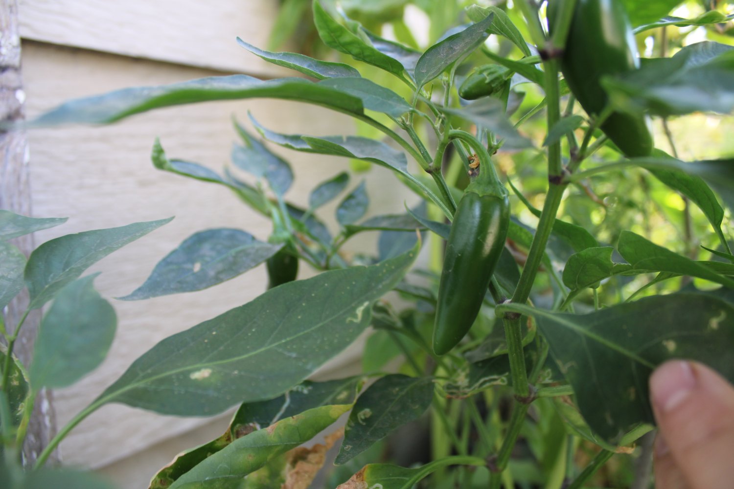 20 Semillas de Chile jalapeño Temprano como el de la foto