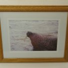 Wildfowl Art Gallery  Framed Matted Photograph Walrus 17in x 13in x 1in Vintage  Glass Paper