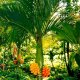 Betel Nuts Areca Catechu *Fresh from India!*