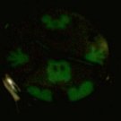 Brand-New Disney Glow in Dark Hands/Pants/Gloves/Face Mickey Mouse Watch! HTF!