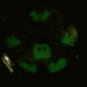 Brand-New Disney Glow in Dark Hands/Pants/Gloves/Face Mickey Mouse Watch! HTF!