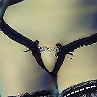Yellow Brilliance Gathered Crotchless G-String