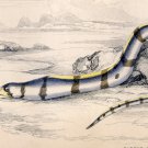 Antique Nature Engraving Ca.1838 Wm. Jardine - Banded Eel