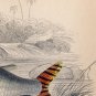 Antique Nature Engraving Ca.1838 by Jardine - Salmon Carp